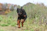 BEAUCERON 371